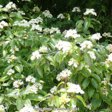Load image into Gallery viewer, Swamp Dogwood - Cornus foemina
