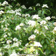 Swamp Dogwood (Cornus foemina)
