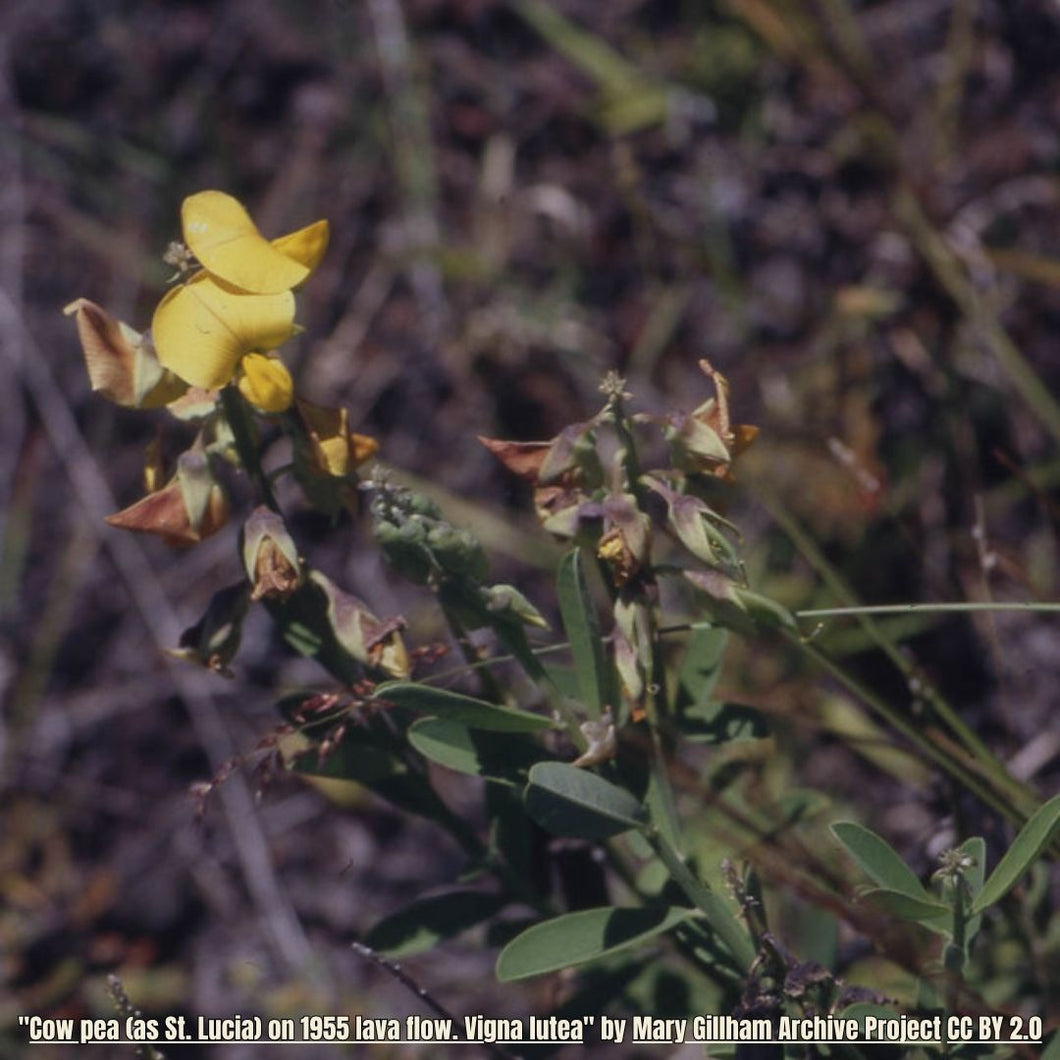 Hairypod Cowpea - Vigna lutea (1 Gallon)
