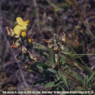 Hairypod Cowpea (Vigna lutea)