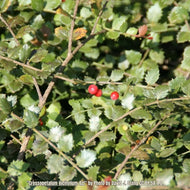Quailberry (Crossopetalum ilicifolium)