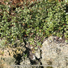Load image into Gallery viewer, Quailberry - Crossopetalum ilicifolium
