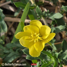 Load image into Gallery viewer, Cutleaf Evening Primrose - Oenothera laciniata (1 Gal)
