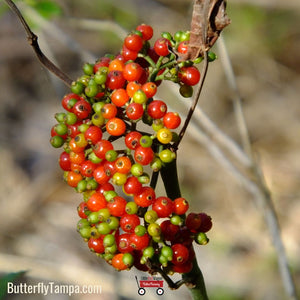 Dahoon Holly - Ilex cassine (7 & 15 Gallon)