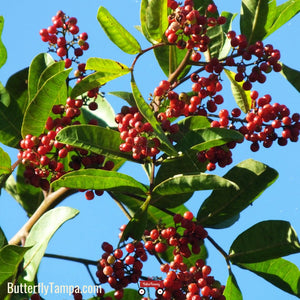 Dahoon Holly - Ilex cassine (7 & 15 Gallon)