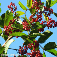 Dahoon Holly (Ilex cassine)