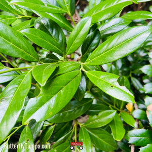 Dahoon Holly - Ilex cassine (7 & 15 Gallon)