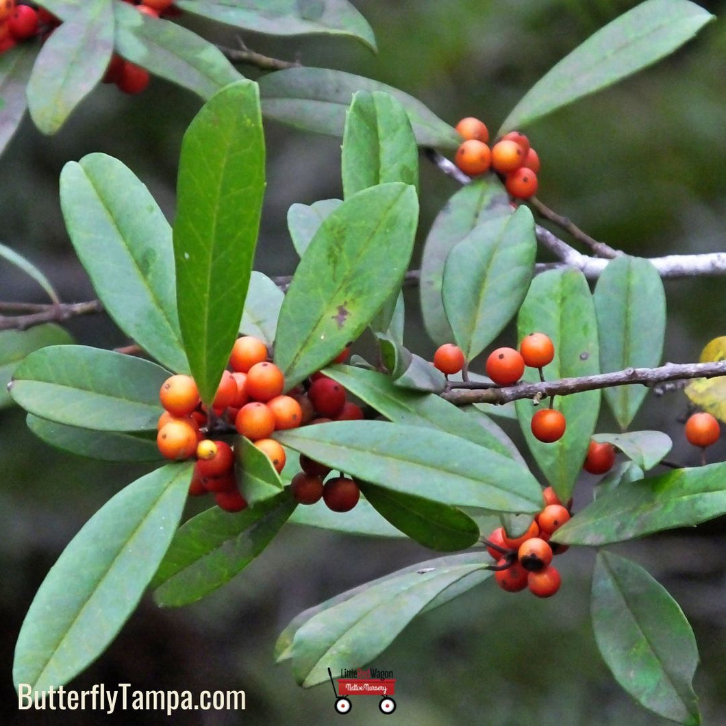 Dahoon Holly - Ilex cassine (7 & 15 Gallon)