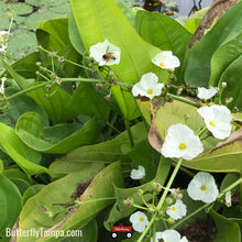 Load image into Gallery viewer, Duck Potato - Sagittaria lancifolia (1 Gallon)
