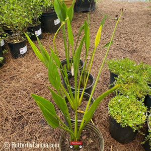 Duck Potato - Sagittaria lancifolia (1 Gallon)