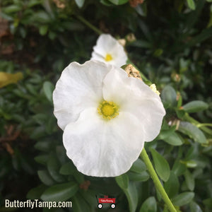 Duck Potato - Sagittaria lancifolia (1 Gallon)