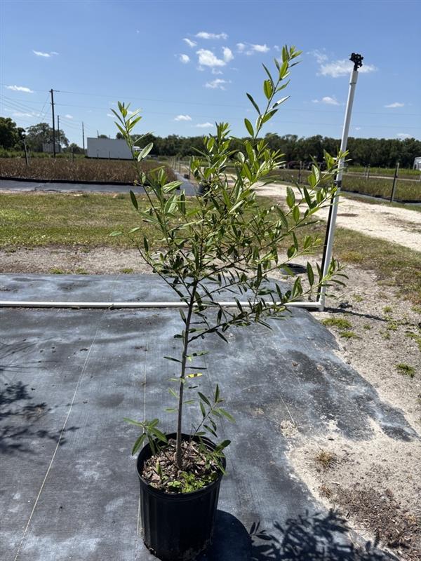 Dahoon Holly - Ilex cassine