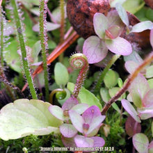Load image into Gallery viewer, Sundew-Drosera filiformis

