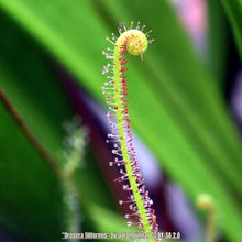 Load image into Gallery viewer, Sundew-Drosera filiformis
