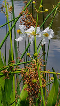 Load image into Gallery viewer, Duck Potato - Sagittaria lancifolia (1 Gallon)
