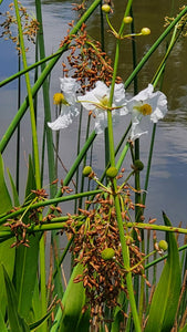 Duck Potato - Sagittaria lancifolia (1 Gallon)