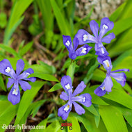 Dwarf Crested Iris (Iris cristata) - 1 Gallon