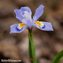 Load image into Gallery viewer, Dwarf Crested Iris - Iris cristata (1 Gal)
