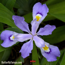 Load image into Gallery viewer, Dwarf Crested Iris - Iris cristata (1 Gal)
