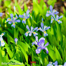 Load image into Gallery viewer, Dwarf Crested Iris - Iris cristata (1 Gal)
