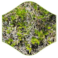 Dwarf Pineland Snowberry (Chiococca pinetorum)