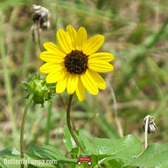Dwarf West Dune Sunflower (Helianthus debilis vestitus)