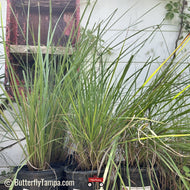 Dwarf Fakahatchee Grass (Tripsacum floridana)