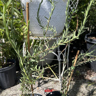 Eastern silver aster (Symphyotrichum concolor) - 1 Gallon