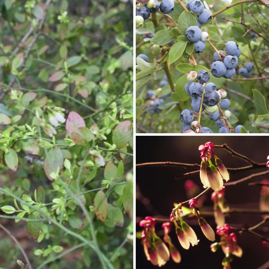 Elliott's Blueberry - Vaccinium elliottii (3 Gallon)