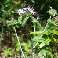 Tall Elephantsfoot (Elephantopus elatus)