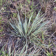 Elliott's Lovegrass (Eragrostis elliottii) - 1 Gallon