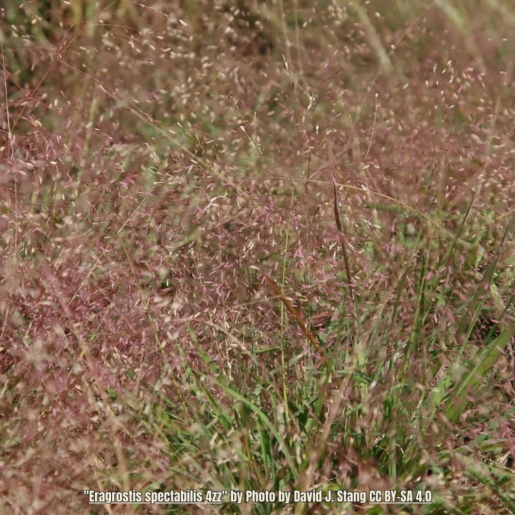 Purple Lovegrass - Eragrostis spectabilis (1 gal.)