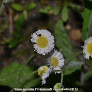 Daisy Oakleaf Fleabane (Erigeron quercifolius)