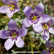Load image into Gallery viewer, Seaside Gentian - Eustoma exaltatum (1 Gal.)
