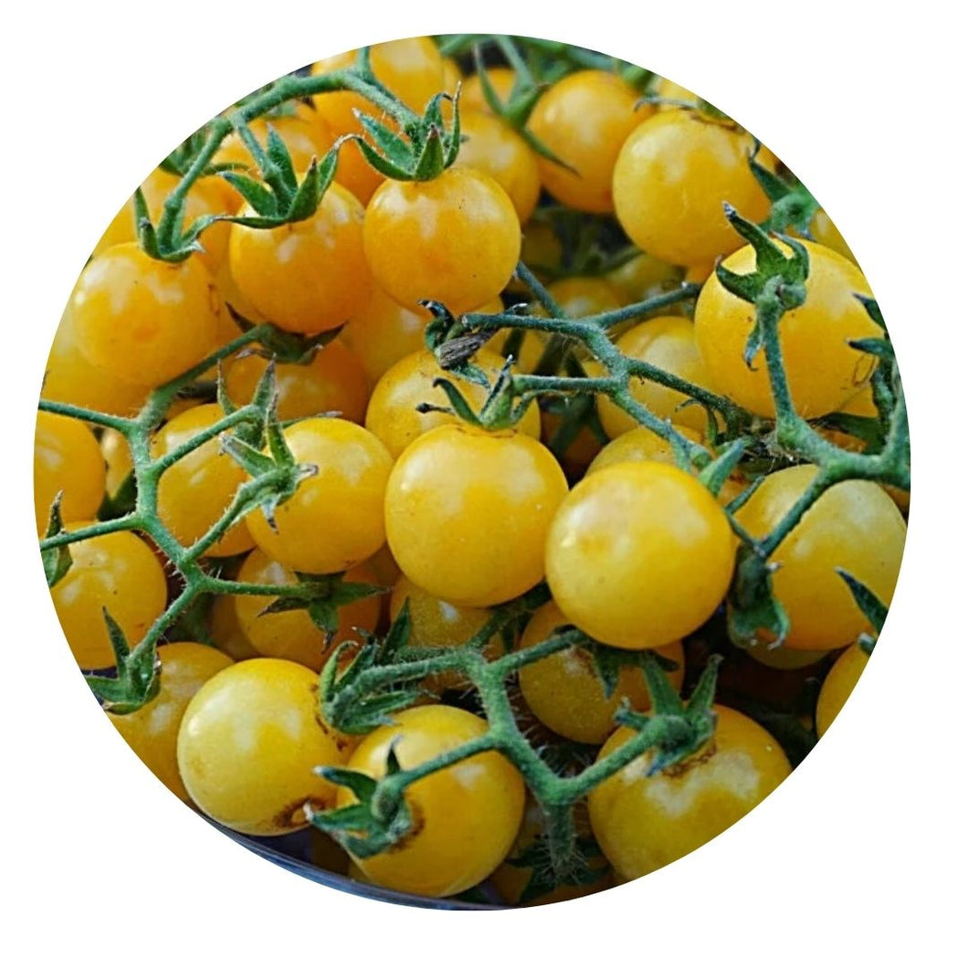 Everglades Tomato - Solanum pimpinellifolium (1 gal.)