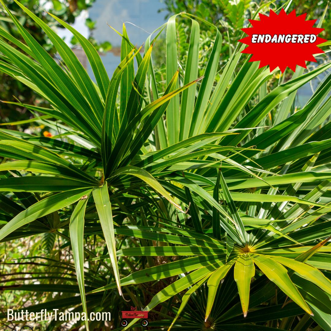 red and green palm plant Florida Thatch Palm