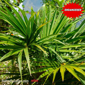 little palm plant Florida Thatch Palm