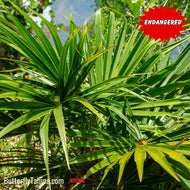 Florida Thatch Palm (Thrinax radiata)