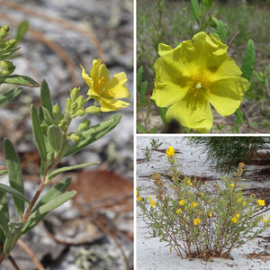Florida Scrub Rockrose - Crocanthemum nashii