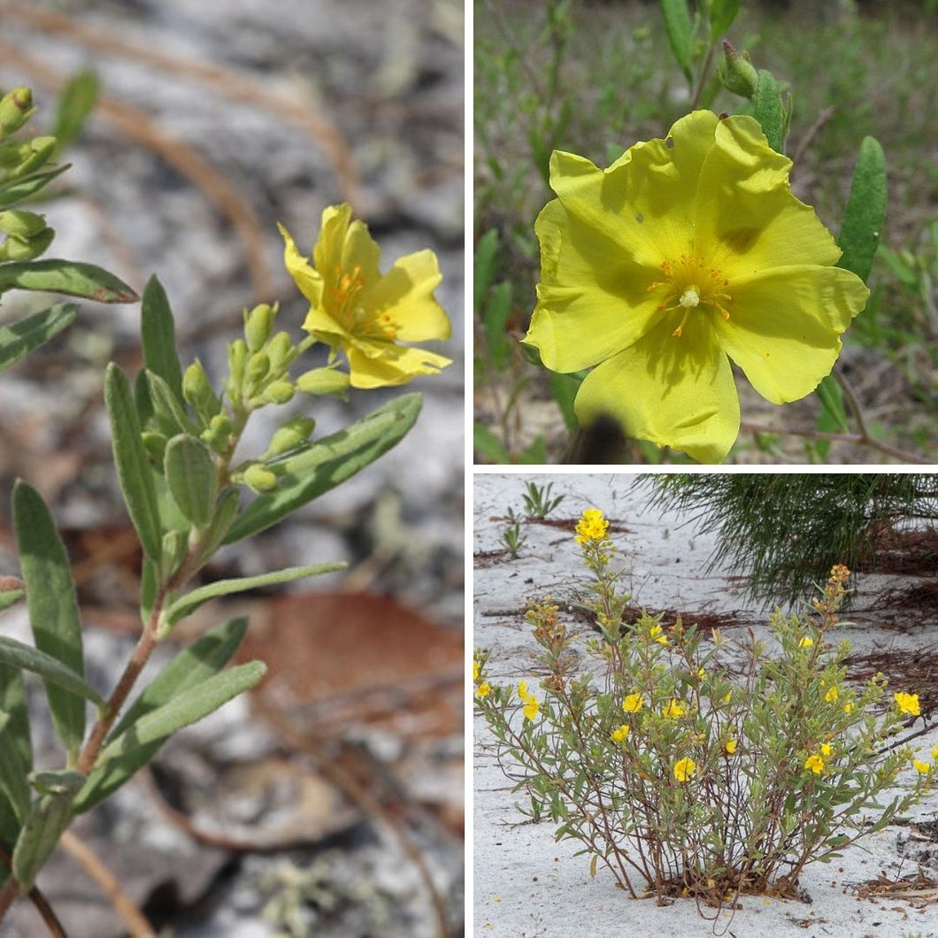 Florida Scrub Rockrose - Crocanthemum nashii