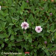Southern Frogfruit (Phyla stoechadifolia) - 1 Gallon