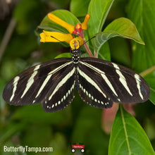 Load image into Gallery viewer, Firebush &quot;Compacta&quot; - Hamelia patens &quot;compacta&quot; (3 Gallon)
