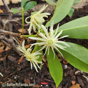 Florida anise alba - Illicium floridanum 'Alba' (3 Gal.)