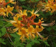 Florida flame azalea (Rhododendron austrinum)