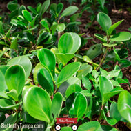 Florida Peperomia (Peperomia obtusifolia)