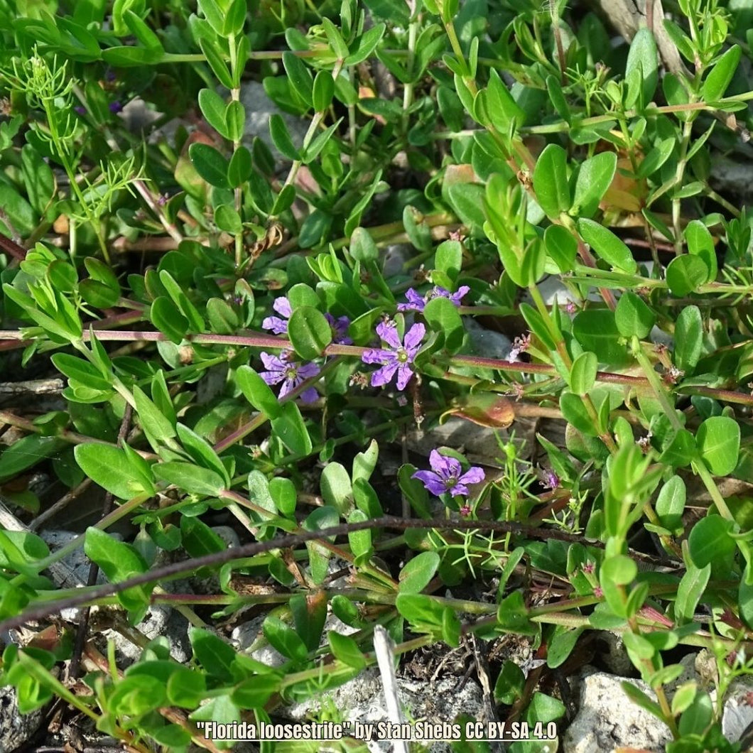 Florida Loosestrife -  Lythrum flagellare (1 Gallon)