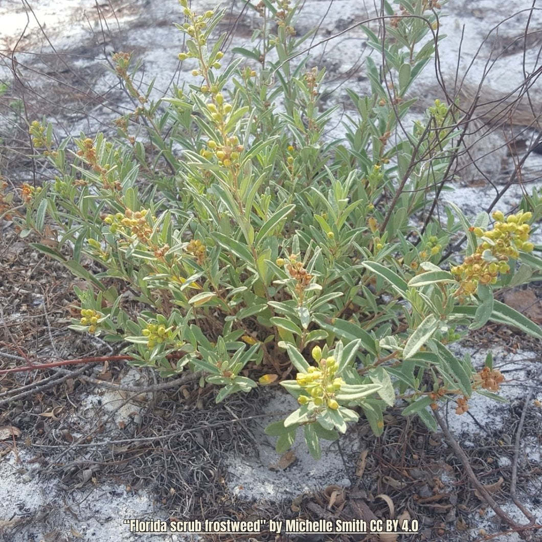 Florida Scrub Rockrose - Crocanthemum nashii