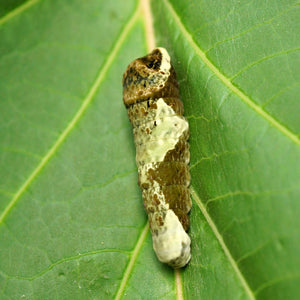 Hercules-club - Zanthoxylum clava-hercules