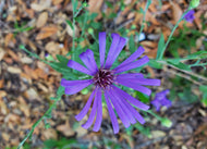 Georgia Aster (Symphyotrichum georgianum) - 1 Gallon