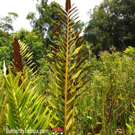Giant Leather Fern (Acrostichum danaeifolium)